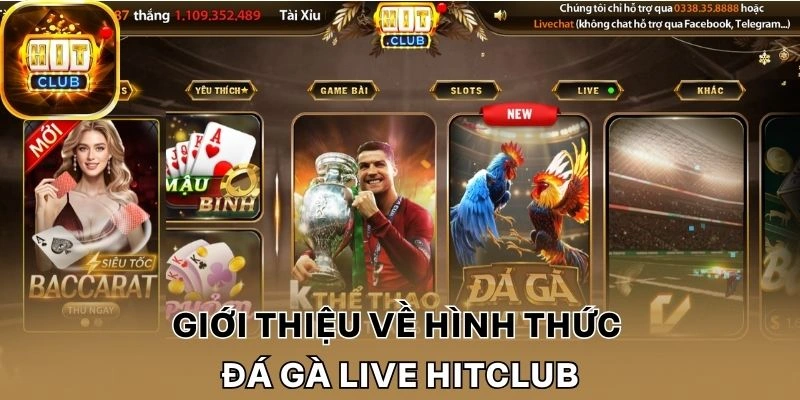 Giới thiệu về hình thức đá gà live Hitclub